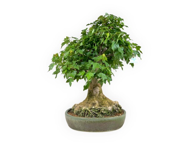 Acer buergerianum - maple - 57 cm 2
