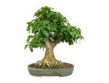 Acer buergerianum - acero - 57 cm