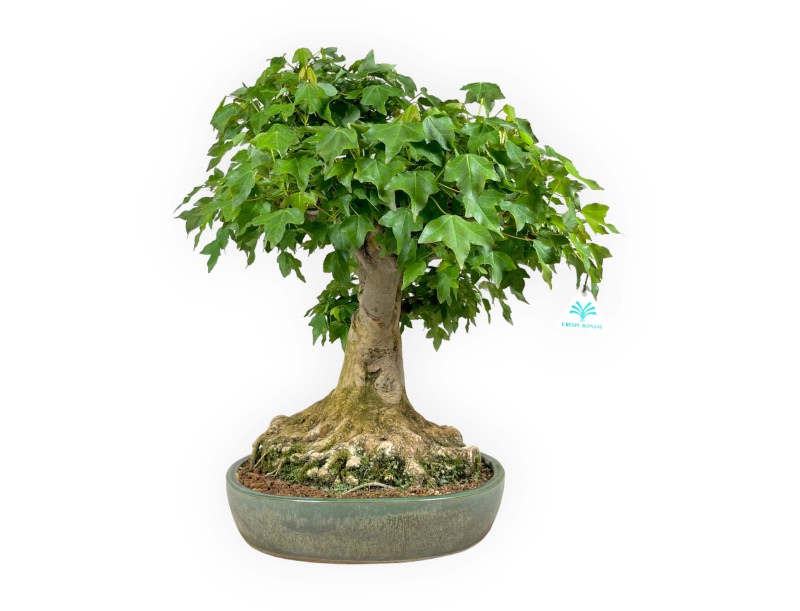 Acer buergerianum - acero - 57 cm