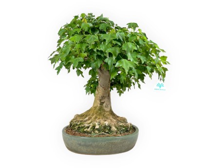 Acer buergerianum - érable - 57 cm