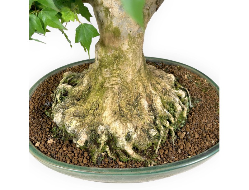 Acer buergerianum - maple - 57 cm