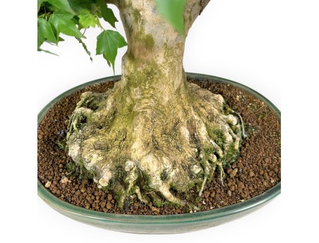 Acer buergerianum - maple - 57 cm