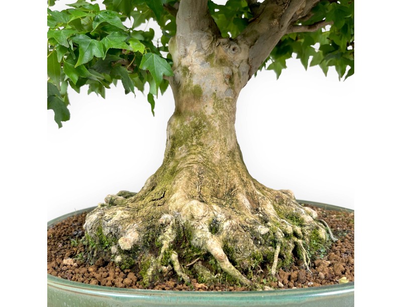 Acer buergerianum - acero - 57 cm