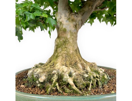Acer buergerianum - maple - 57 cm