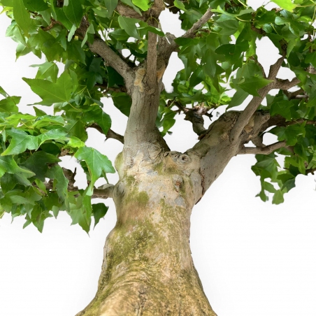 Acer buergerianum - acero - 57 cm