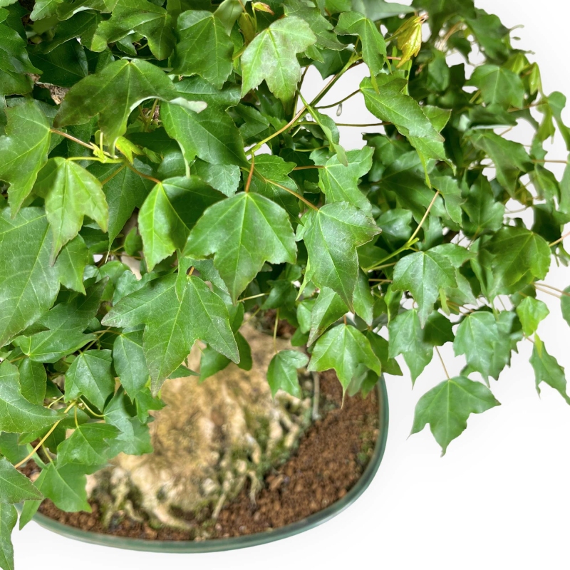 Acer buergerianum - érable - 57 cm