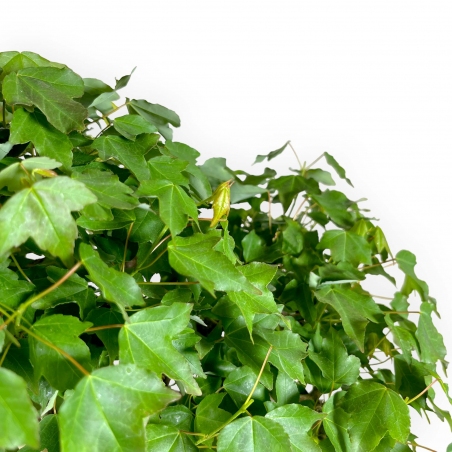 Acer buergerianum - érable - 57 cm