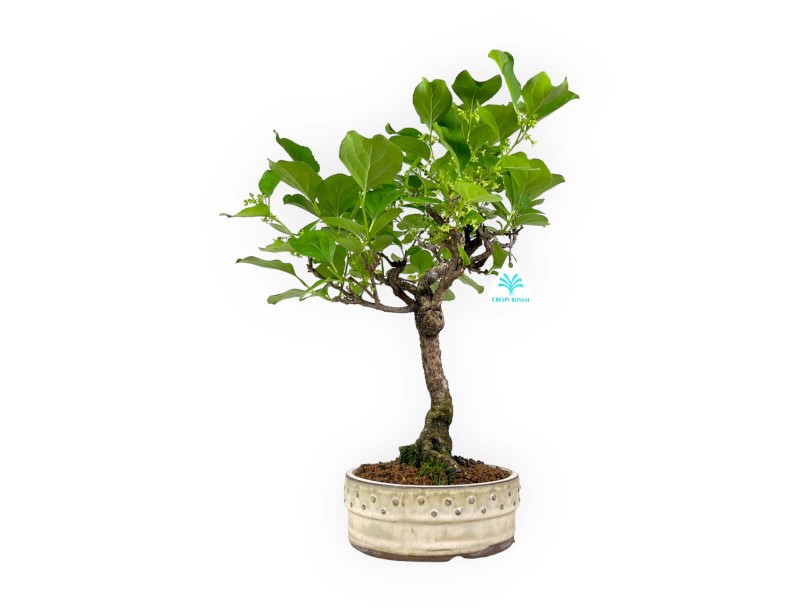 Celastrus orbiculatus – 40 cm