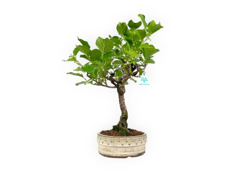Celastrus orbiculatus - 40 cm