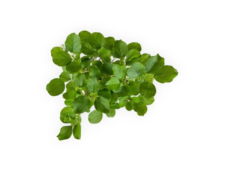 Celastrus orbiculatus - 40 cm