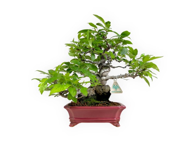 Malus sieboldii - Melo - 33 cm