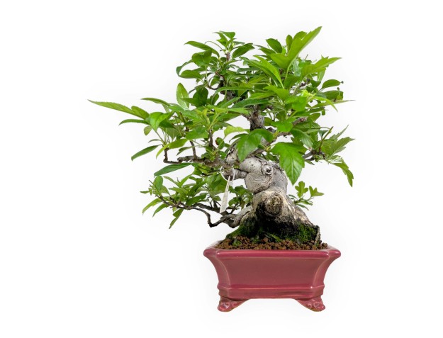 Malus sieboldii - Apfelbaum - 33 cm 2
