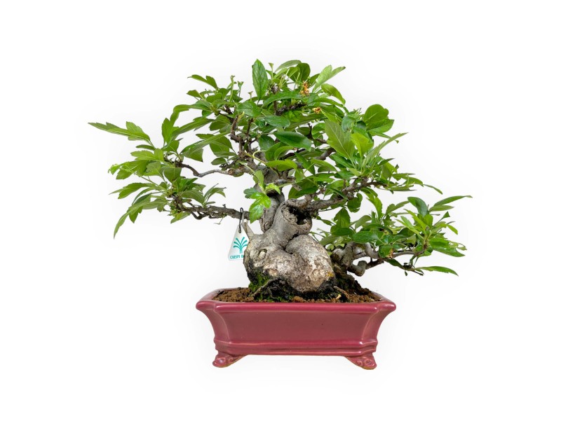 Malus sieboldii - Apfelbaum - 33 cm