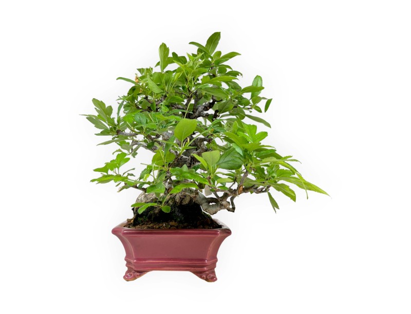 Malus sieboldii - Apple tree - 33 cm