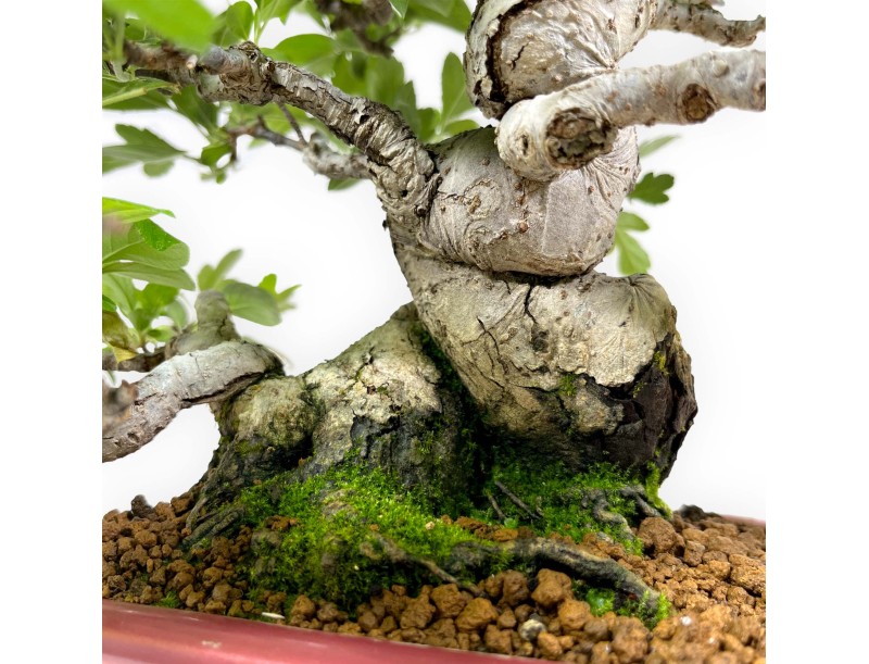 Malus sieboldii - Apfelbaum - 33 cm