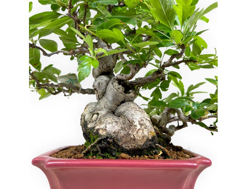 Malus sieboldii - Pommier - 33 cm
