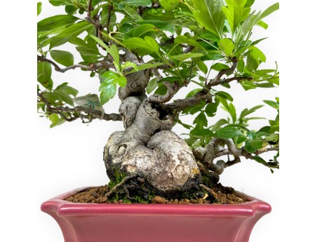 Malus sieboldii - Appelboom - 33 cm