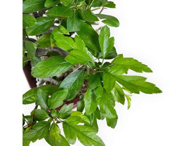 Malus sieboldii - Melo - 33 cm