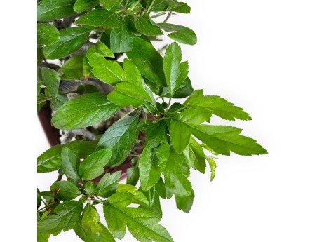 Malus sieboldii - Apfelbaum - 33 cm