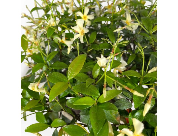 Trachelospermum asiaticum - 36 cm 2
