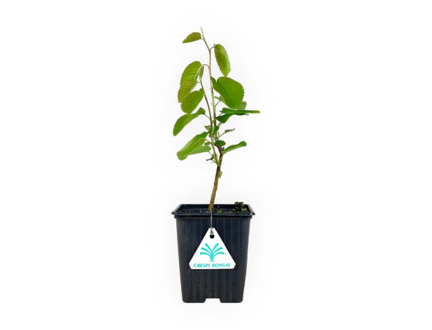 Amelanchier alnifolia smokey - 29 cm
