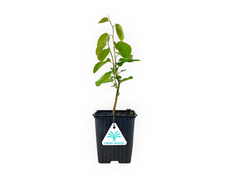 Amelanchier alnifolia smokey - 29 cm