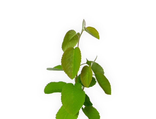 Amelanchier alnifolia smokey - 29 cm 2