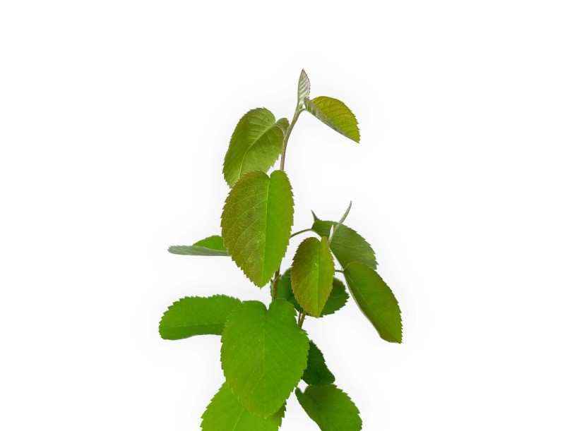 Amelanchier alnifolia smokey - 29 cm