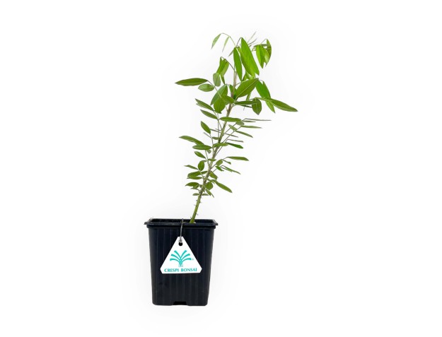 Lespedeza thunbergii - 34 cm