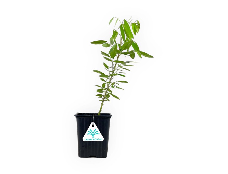 Lespedeza thunbergii - 34 cm