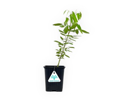 Lespedeza thunbergii - 34 cm