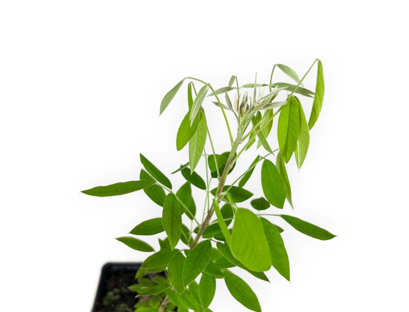 Lespedeza thunbergii - 34 cm