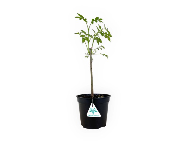 Fraxinus excelsior - Ash tree - 39 cm