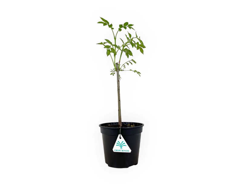 Fraxinus excelsior - Frassino - 39 cm
