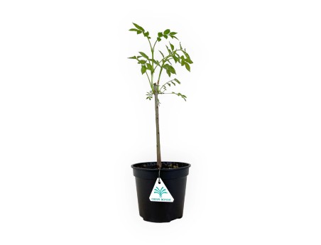 Fraxinus excelsior - Frassino - 39 cm