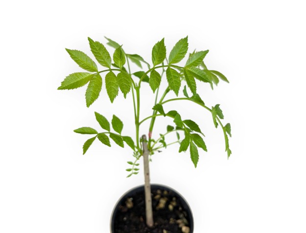 Fraxinus excelsior - Frassino - 39 cm 2