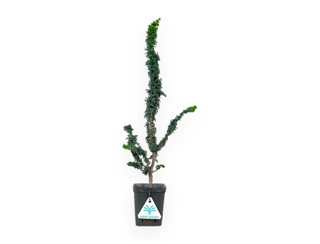 Chamaecyparis sekka - 49 cm