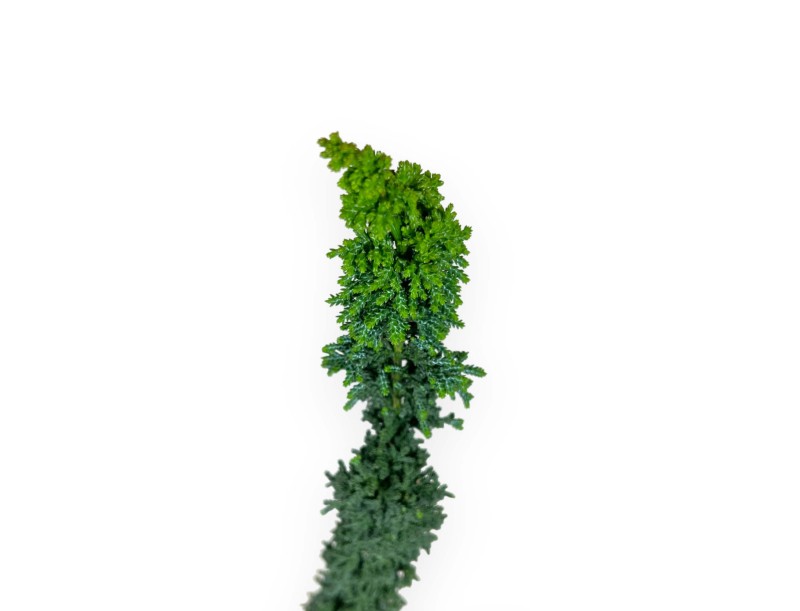 Chamaecyparis sekka - 49 cm
