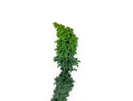 Chamaecyparis sekka - 49 cm