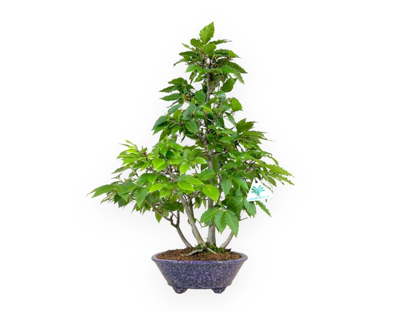 Fagus crenata - Faggio - 50 cm
