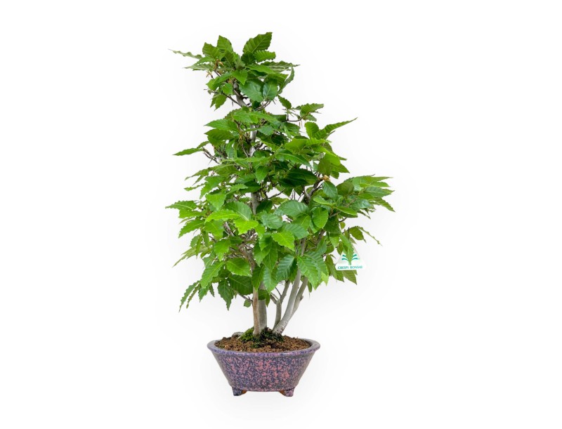 Fagus crenata - Faggio - 50 cm