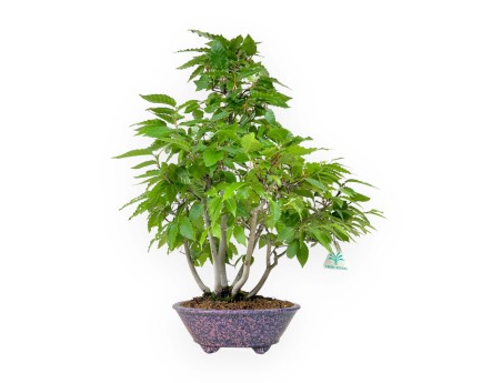 Fagus crenata - Faggio - 50 cm