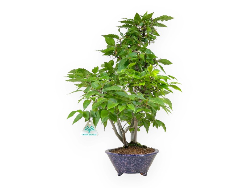 Fagus crenata - 50 cm
