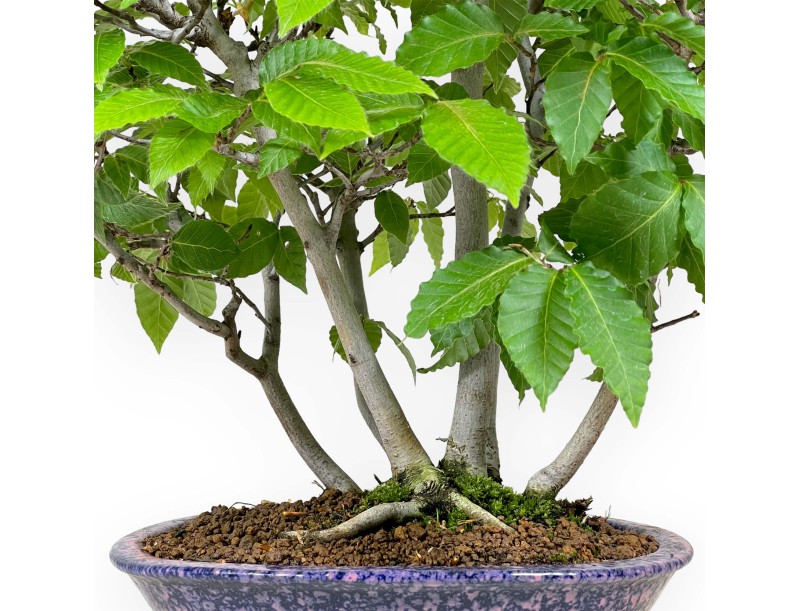 Fagus crenata - Faggio - 50 cm