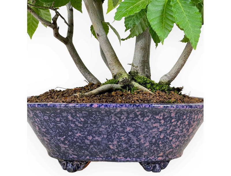 Fagus crenata - Faggio - 50 cm