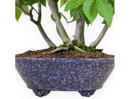 Fagus crenata - Faggio - 50 cm