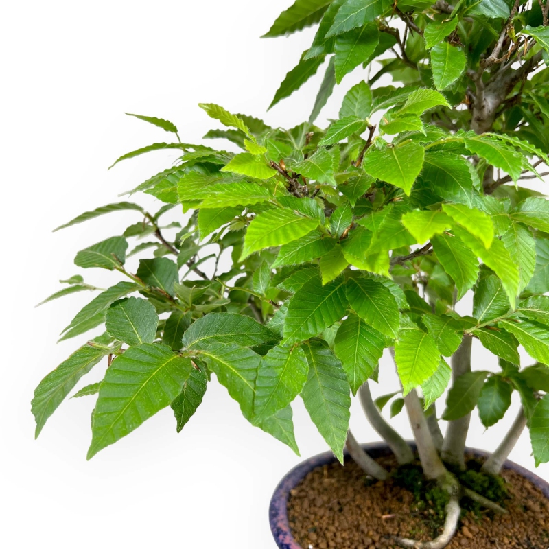 Fagus crenata - Japanese beech - 50 cm