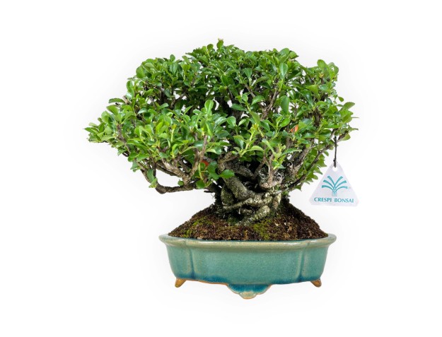 Chaenomeles Chojubai - 25 cm