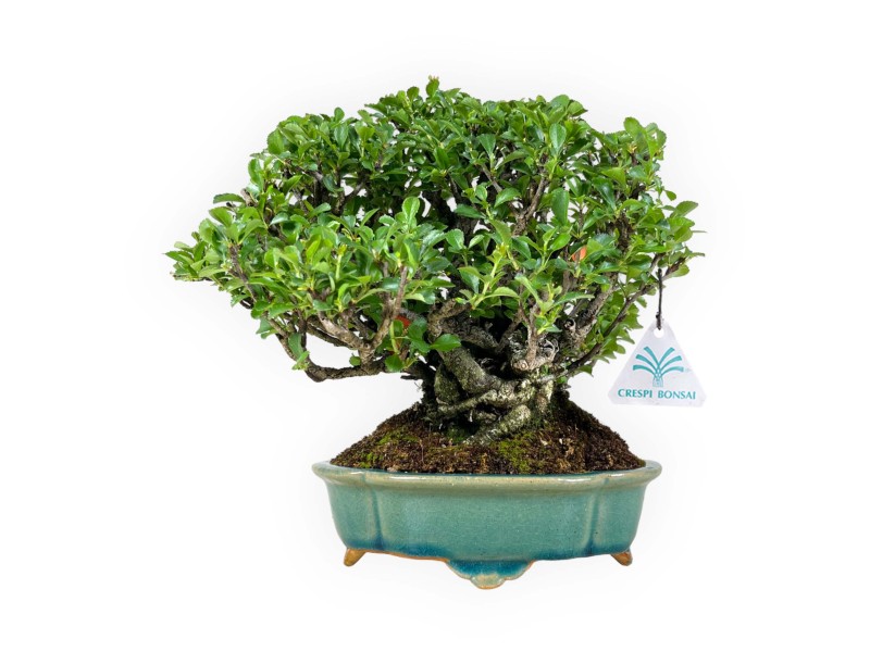 Chaenomeles Chojubai - 25 cm
