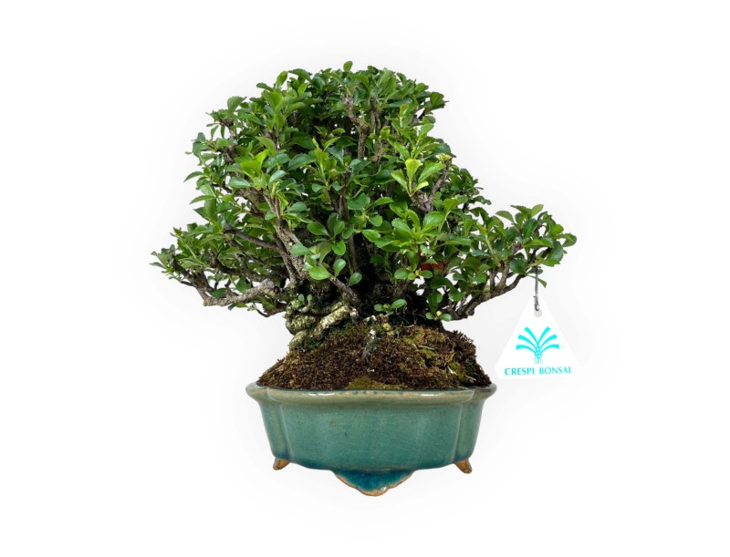 Chaenomeles Chojubai - 25 cm